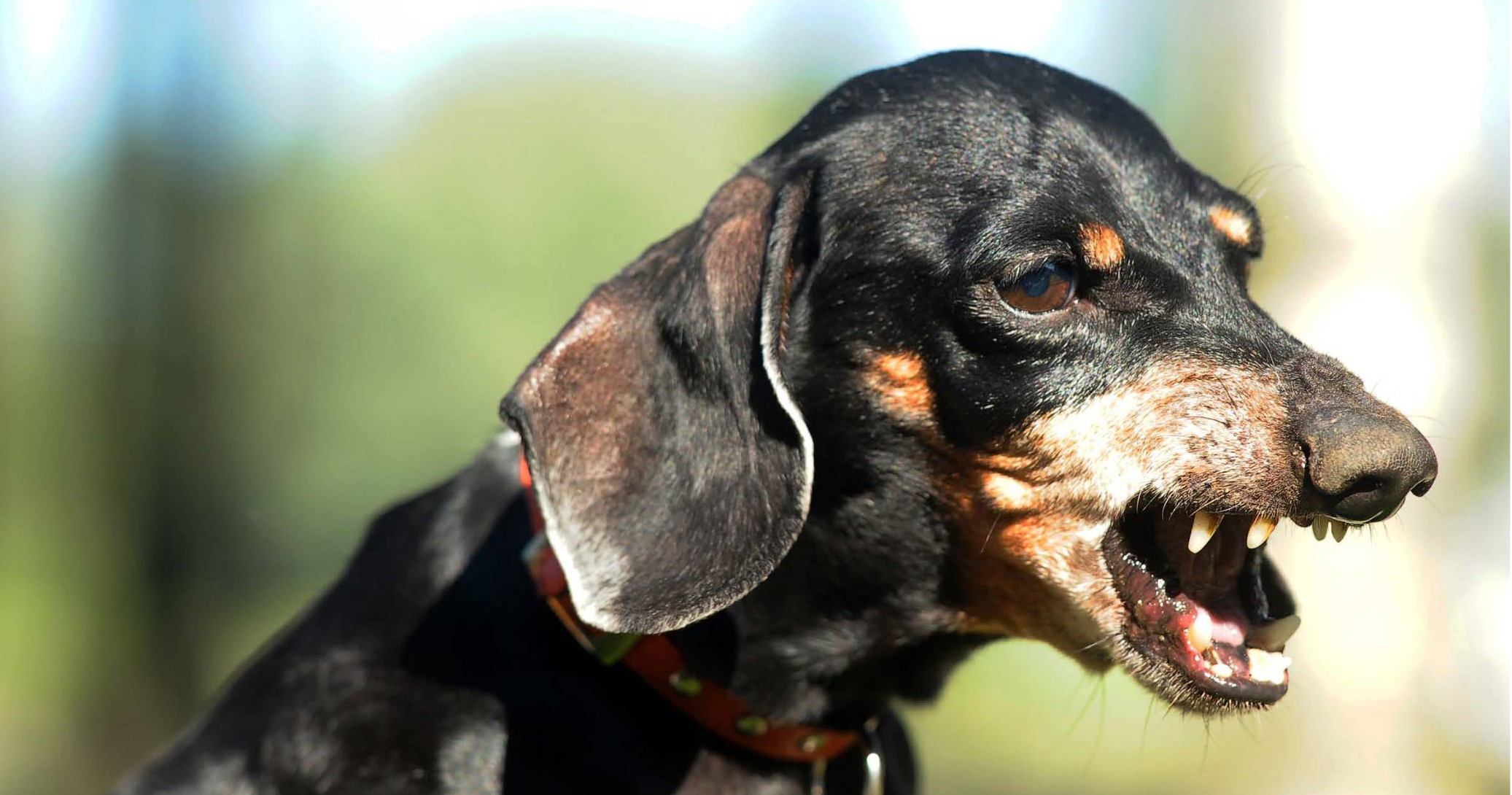 Plötzlich gefährlich Hundeschule Fee